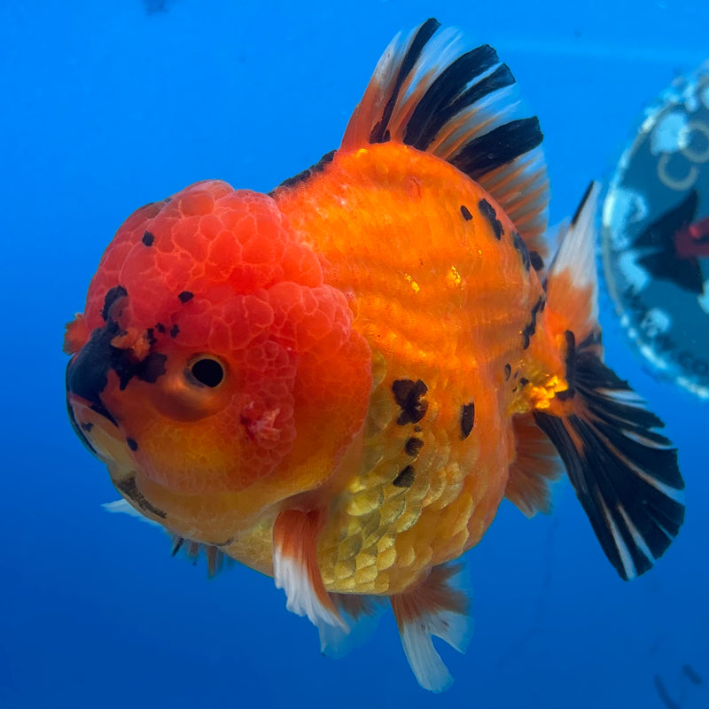 Thai Oranda Calico Tiger 3.5” Body Male(CK-1511)BLUETUB-D
