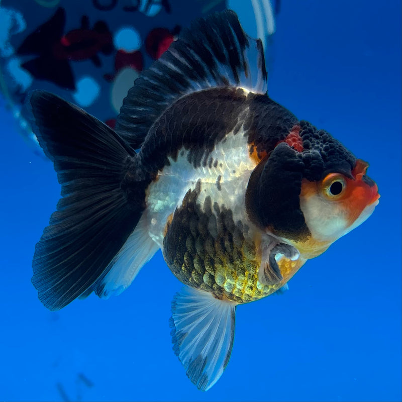Thai Oranda NOK Tri-Color 2.5” Body Male(NOK-CK-1175)R3B18