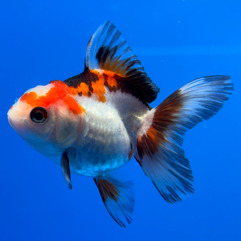 Thai Oranda Tri-Color/Apache 2” Body Male(CK-737)R3B21