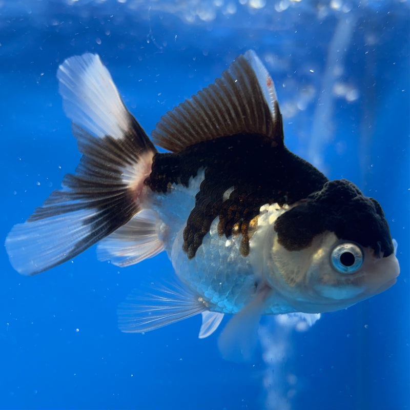 Thai Oranda Panda 2” Body Male(CK-823)R3B21