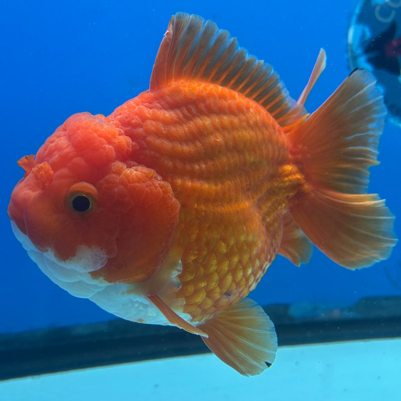 Thai Oranda JUMBO Red/White 4” Body Male(CK-1471)R2B14
