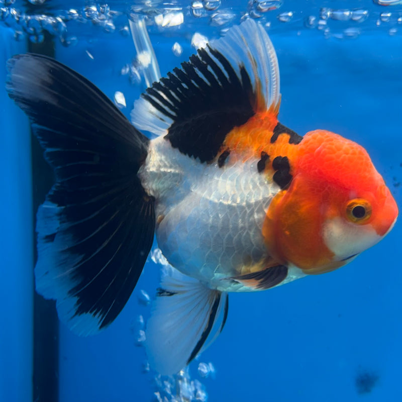 Thai Oranda Apache 3.5” Body Female(CK-909)R1BLUETUB4