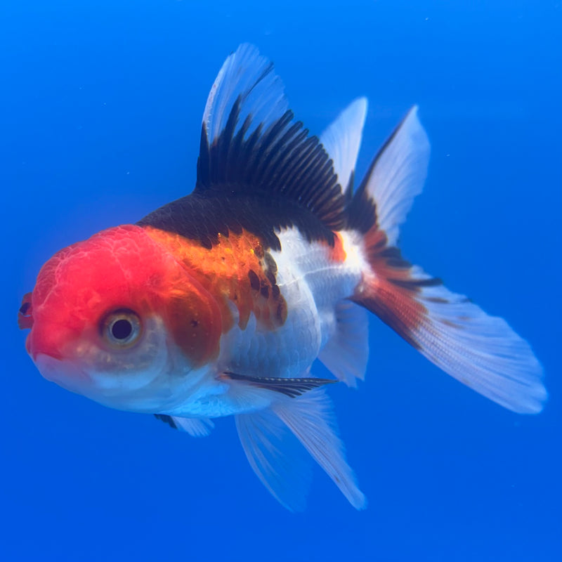 Thai Oranda Tri-Color/Apache 2.5” Body Male(CK-1253)R3B08
