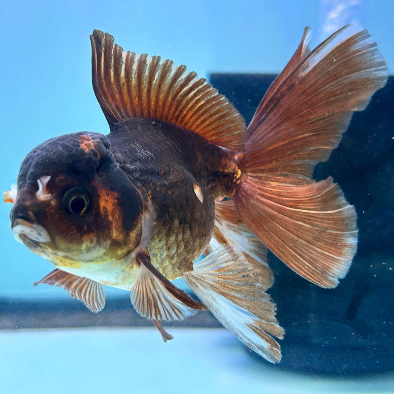 Thai Black Oranda 2.5”Body Female (JCD-075)R4C06