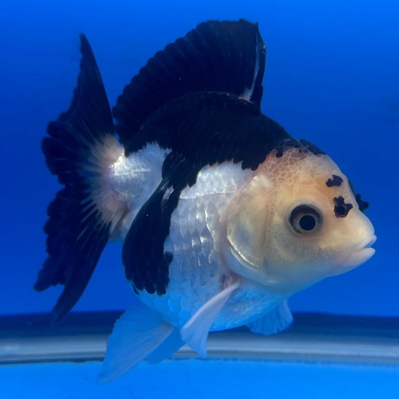 Thai Oranda Panda 4” Body Female(CK-817)R1B04