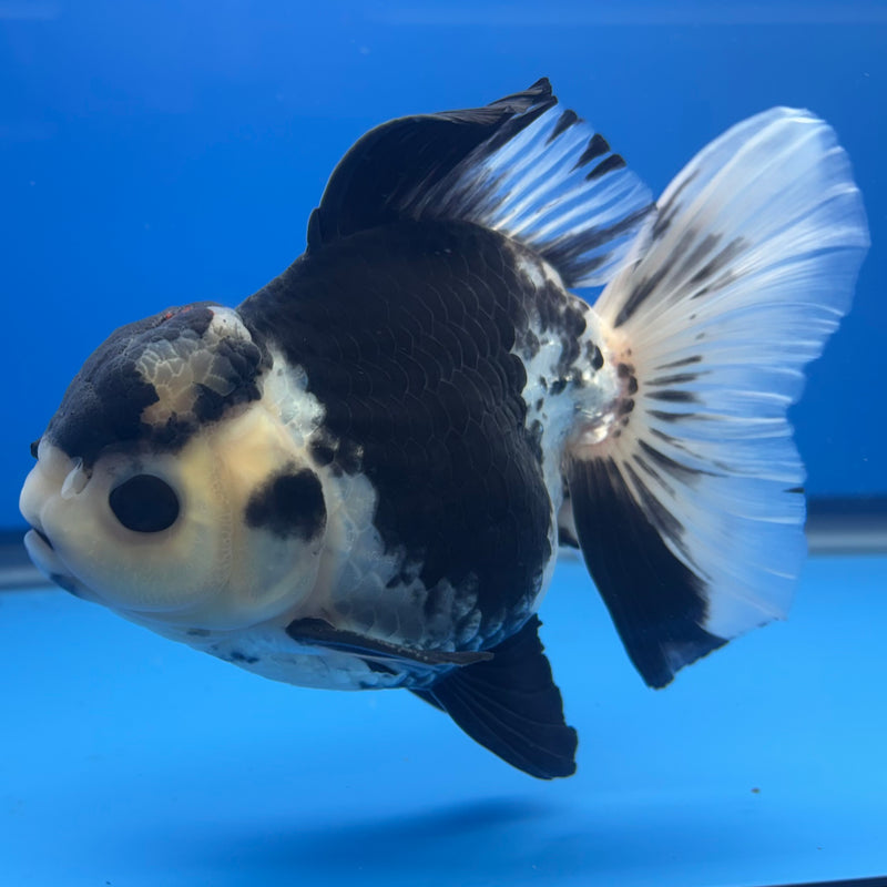 Thai Oranda JUMBO Panda 4.5” Body Male(QGF-CK-1332)BLUETUB1