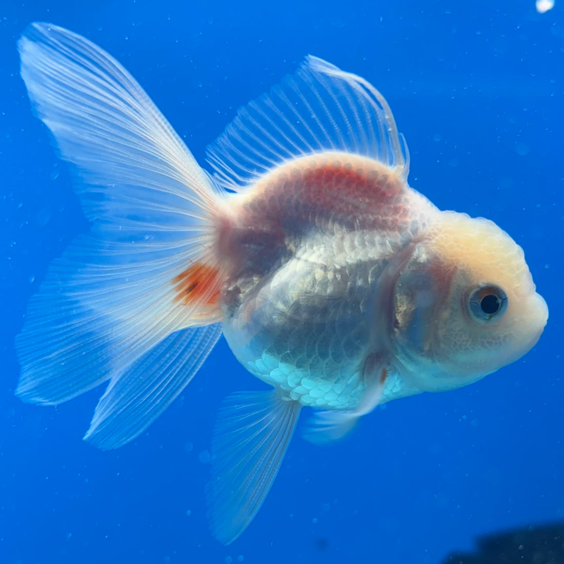 Thai Oranda Red/White 2" Male (CK-1563)R3A09