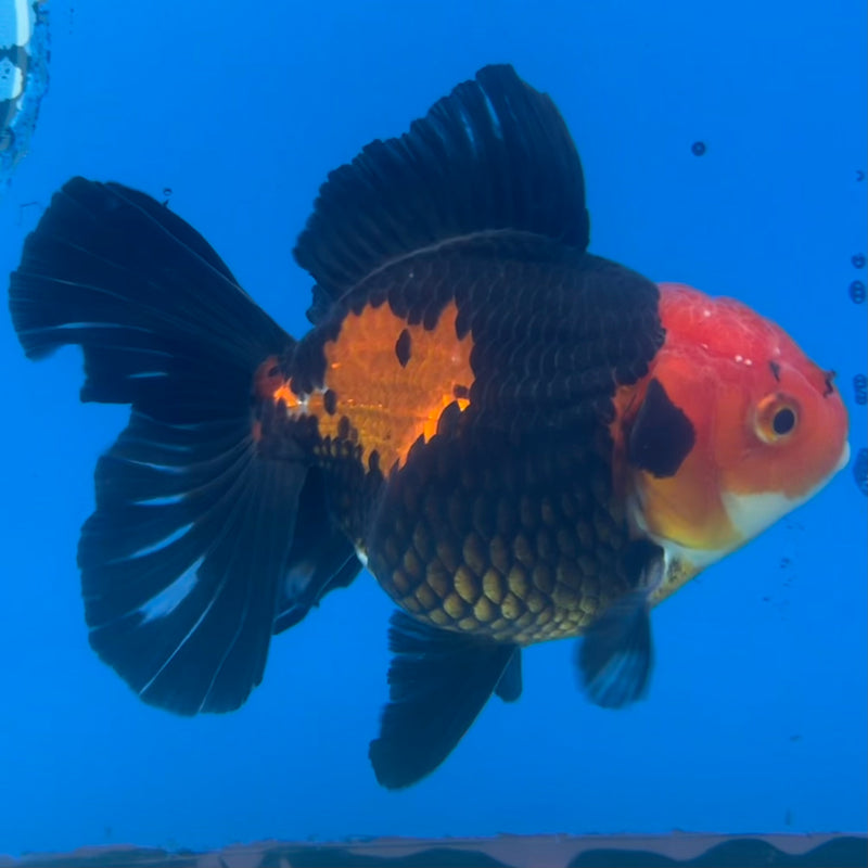 Thai Oranda Apache 3” Body Male(CK-1418)R1B08