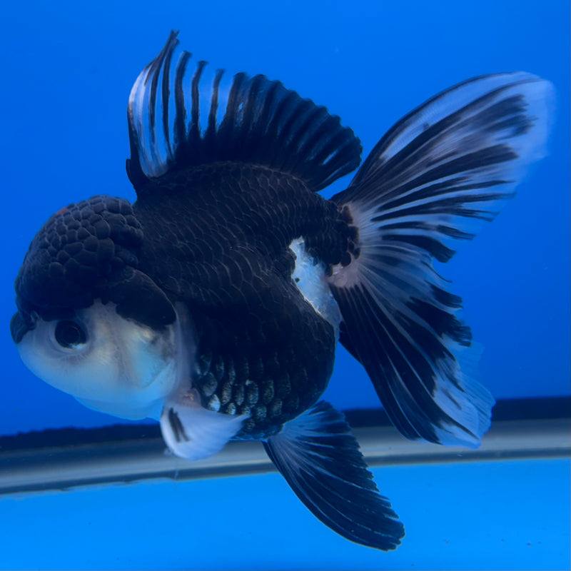 Thai Oranda JUMBO Panda 4” Body Female(CK-1370)R1B12