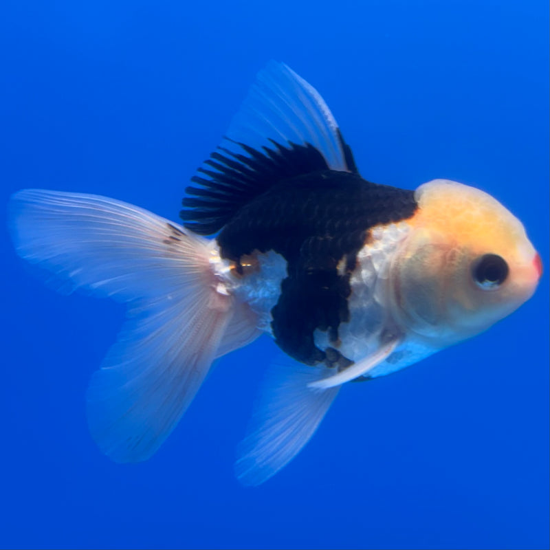 Thai Oranda Lemon Head Tri-Color/Panda 2.5” Body Male(CK-1249)R3B09