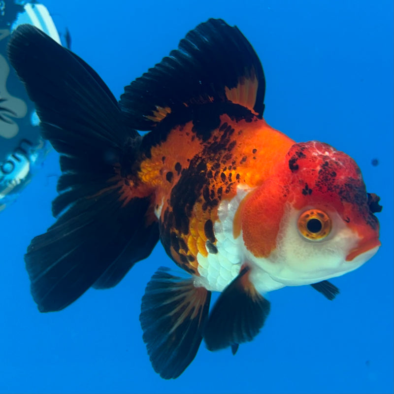 Thai Oranda Apache 3” Body Female(CK-871)R3A16