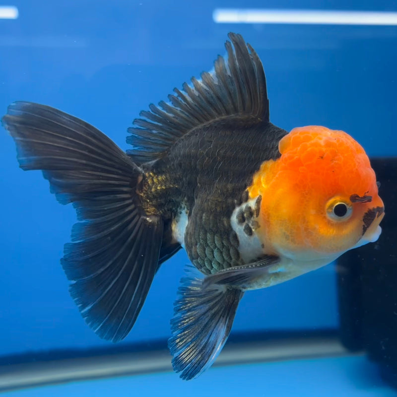 Thai Oranda Apache 2.5” Body Male(CK-673)R1B10