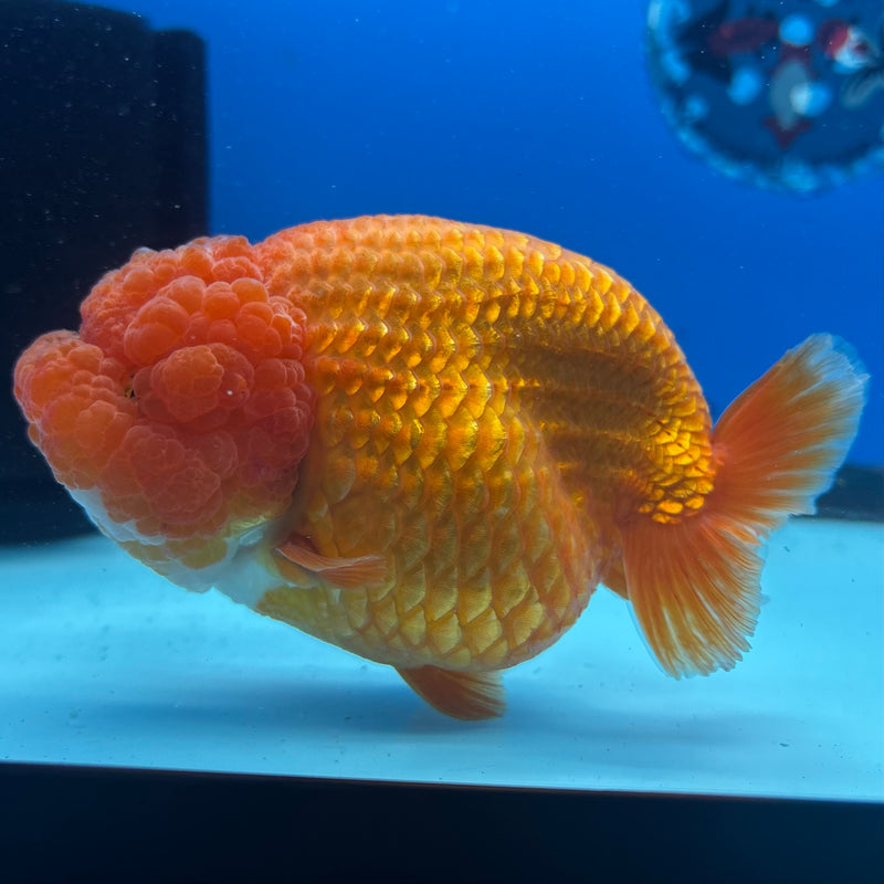 Thai Ranchu JUMBO Full Red 4.5” Body Female(CK-1360)SHOWTANK2