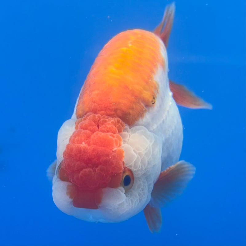 Thai Ranchu Red/White 3.5” Body Male(CK-826)R3A13