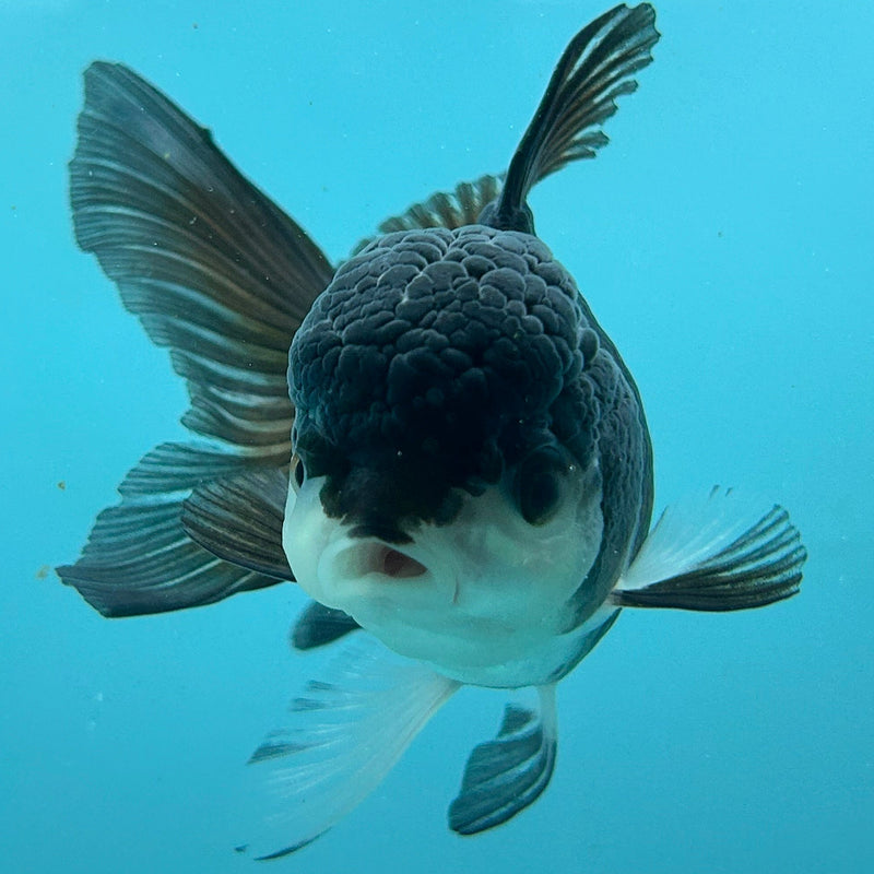 Thai Panda Oranda 2.5“Body Female (JCD-112)R4B05