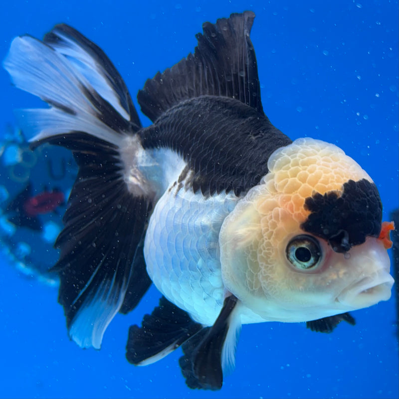 Thai Oranda Panda 3.5" Female(CK-1539)R2A07