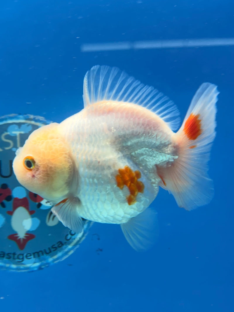 Chinese Oranda Yuanbao Lemonhead 3.5in Female (FEB-306)R2A06
