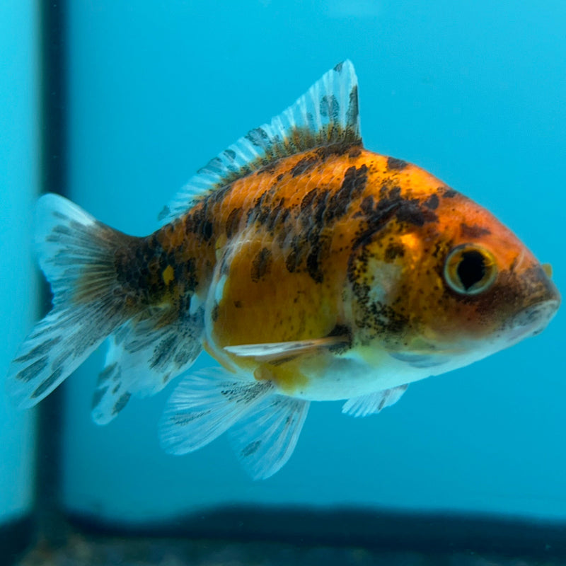 Thai Calico Baby Giant Oranda 2”Body Female (JCD-091)R4B08