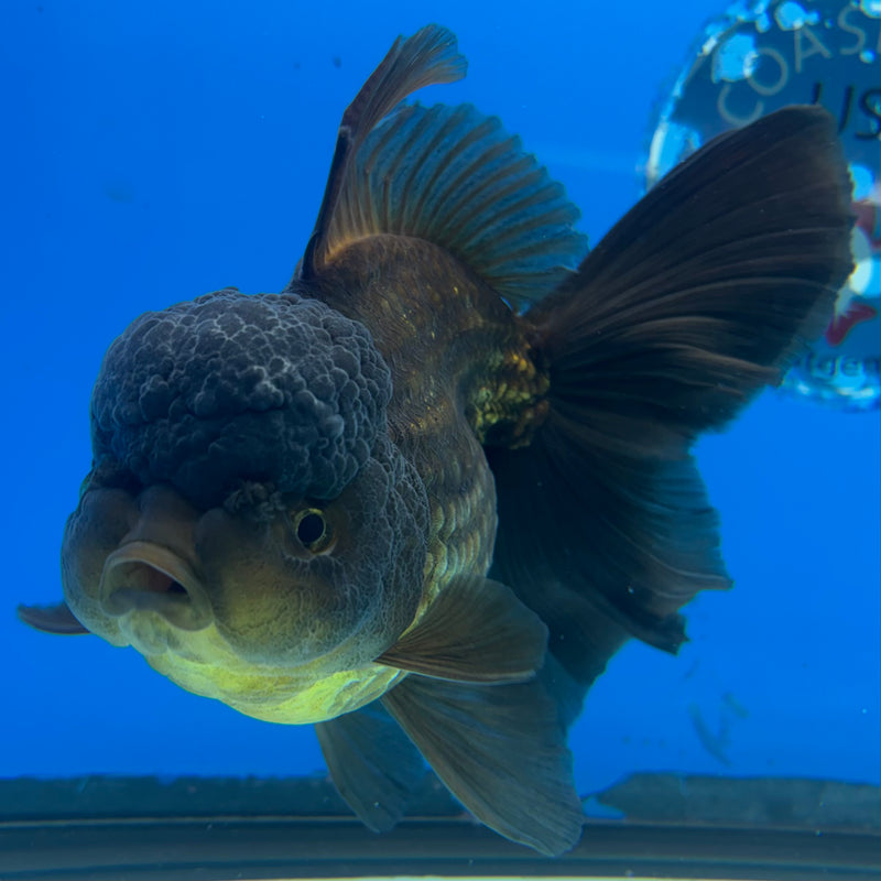 Thai Oranda Full Black 4” Body Female(CK-1501)R2B11