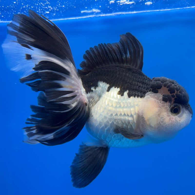Thai Oranda AA JUMBO Panda 4” Body Male(AA-CK-1350)R1BLUETUB3