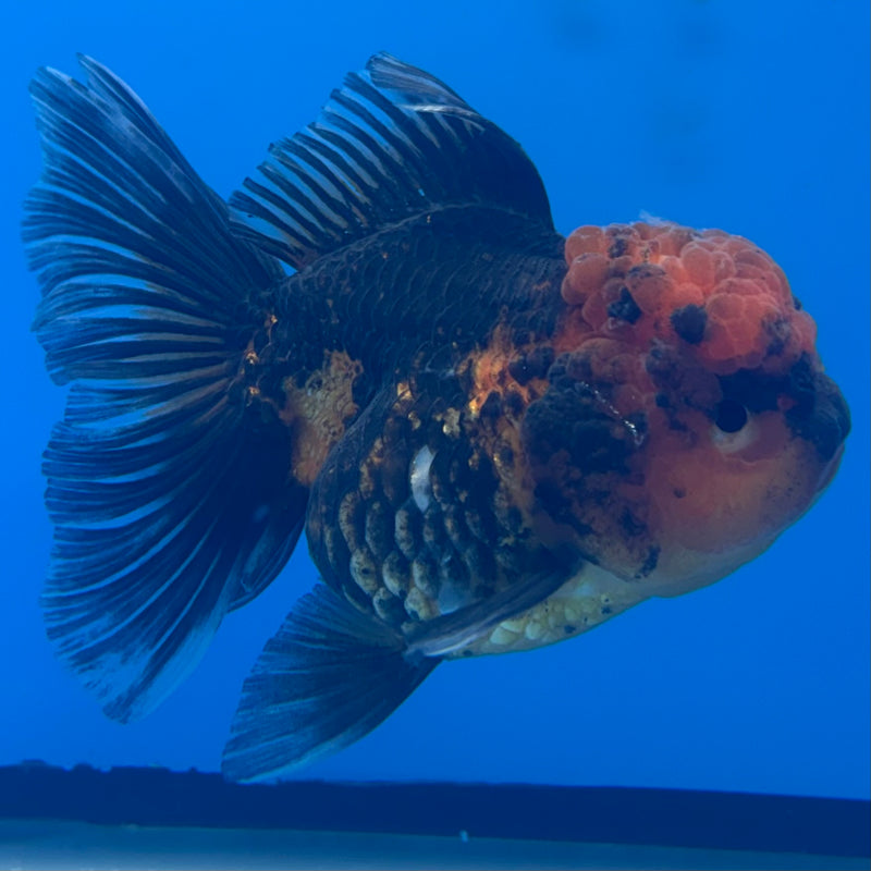 Thai Oranda Apache 3” Body Female(CK-706)R1A05