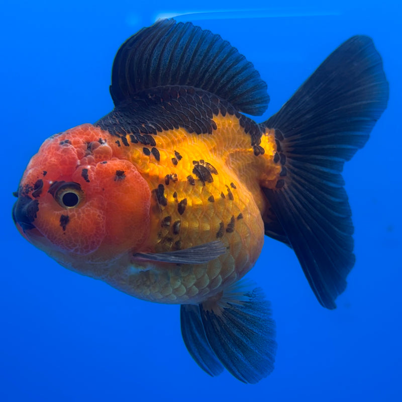 Thai Oranda Apache 3” Body Female(CK-694)R1B07