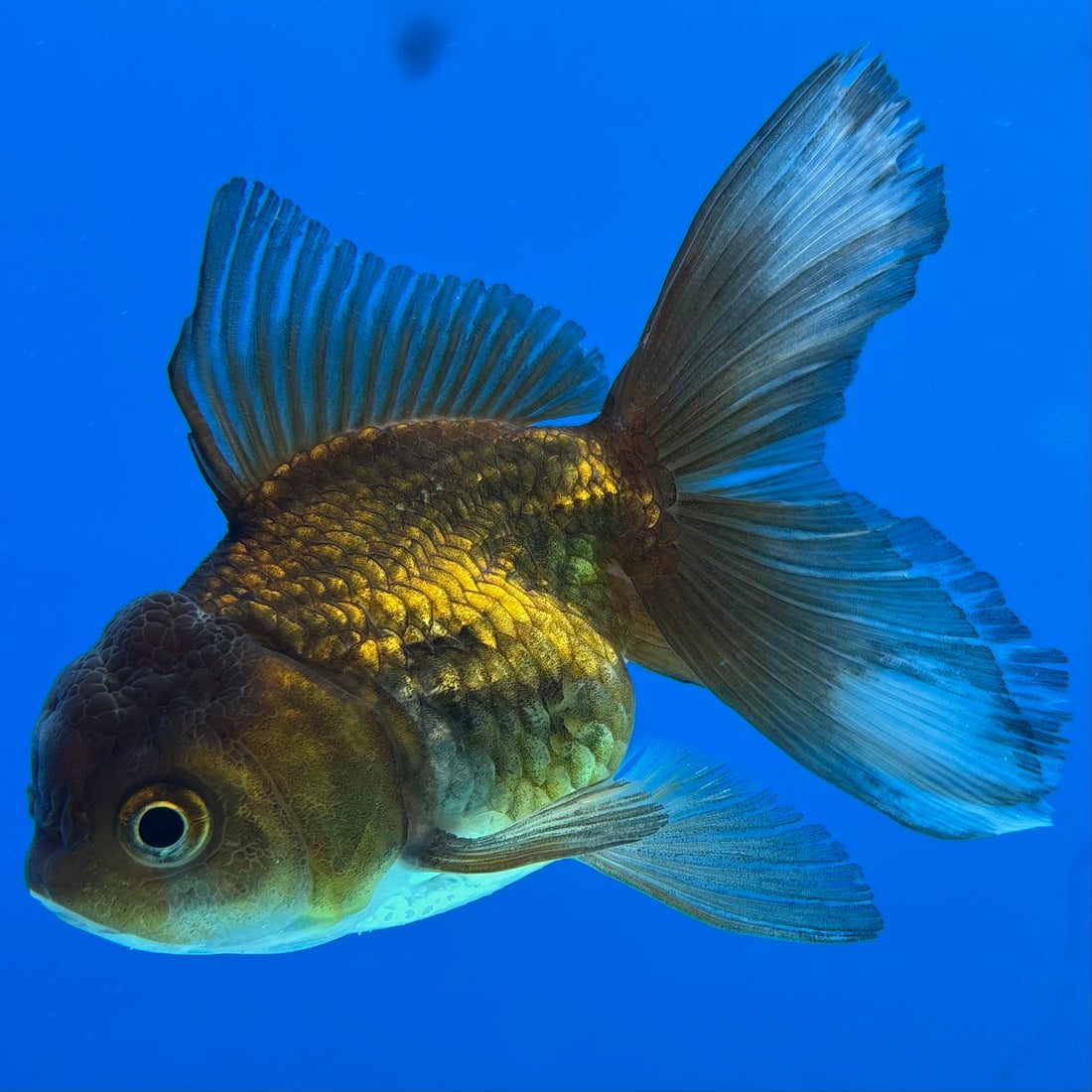Thai Oranda Panda 2.5” Female (CK-1557)R3A12