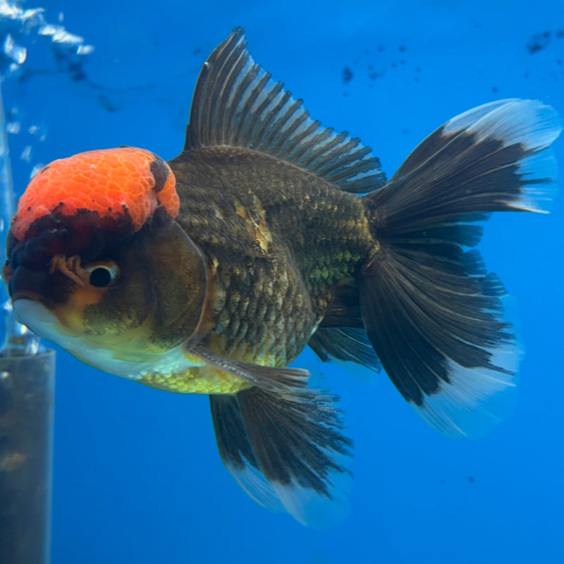 Thai Oranda Black Body Red Cap 3.5” Body Male(CK-922)R1BLUETUB4
