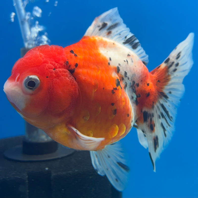 Thai Oranda Tri-Color Calico 3.5” Body Male(QGF-CK-1089)SHOWTANK