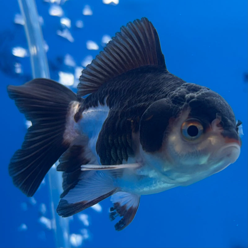 Thai Oranda Panda 2” Body Male(CK-1280)R3B03