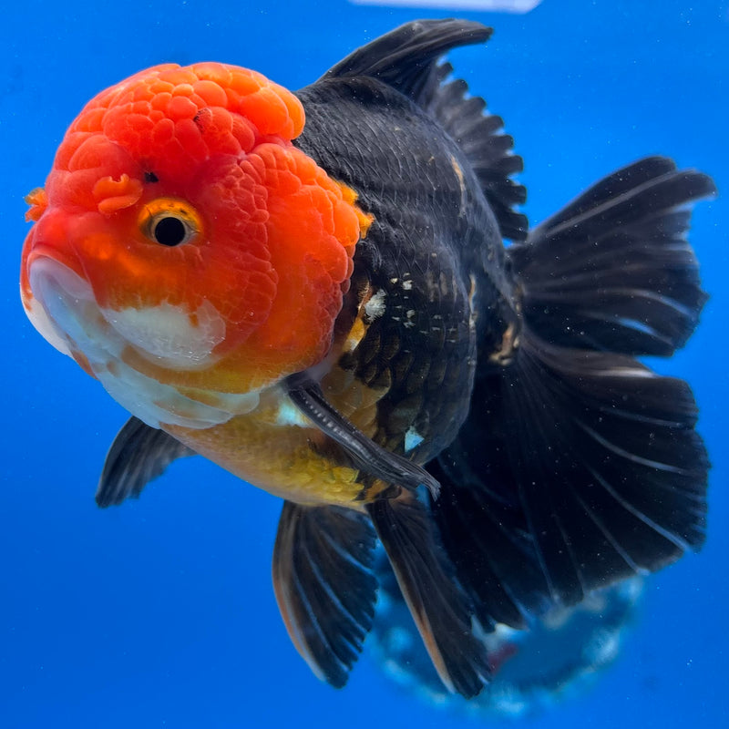Thai Oranda Apache 3.5" Male(CK-1540)R2A07