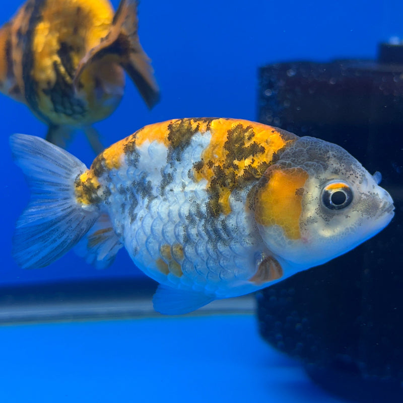 Live Fancy Goldfish Ranchu Red Tiger 3" Body (JC-003) R1A09