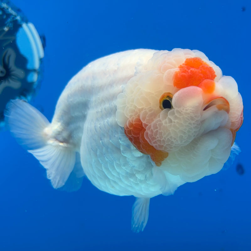 Thai Ranchu Red/White 4.5” Body Female(BIN-CK-1044)SHOWTANK2