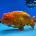 Thai Ranchu JUMBO Red/White 4.5” Body Male(CK-1555)BLUETUB-A