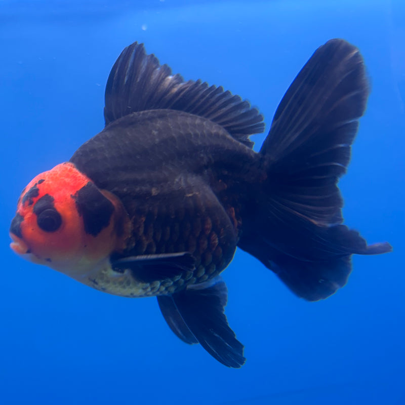 Thai Oranda Apache 3” Body Male(CK-841)R3B20