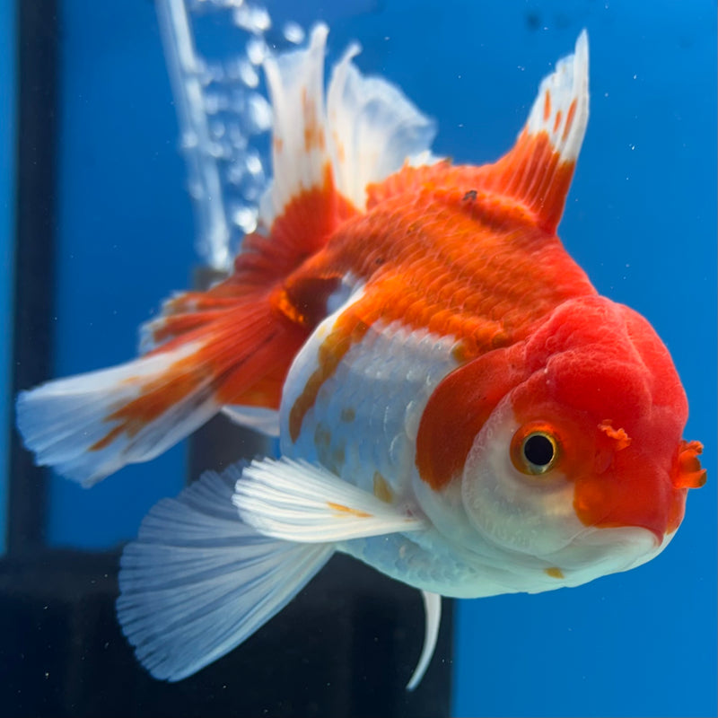 Thai Oranda Red/White 3.5” Body Male(QGF-CK-1075)SHOWTANK