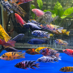Live Freshwater Cichlid Assorted Large Size 4" MALE – Premium Hand-Selected