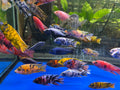Live Freshwater Cichlid Assorted Large Size 4" MALE – Premium Hand-Selected