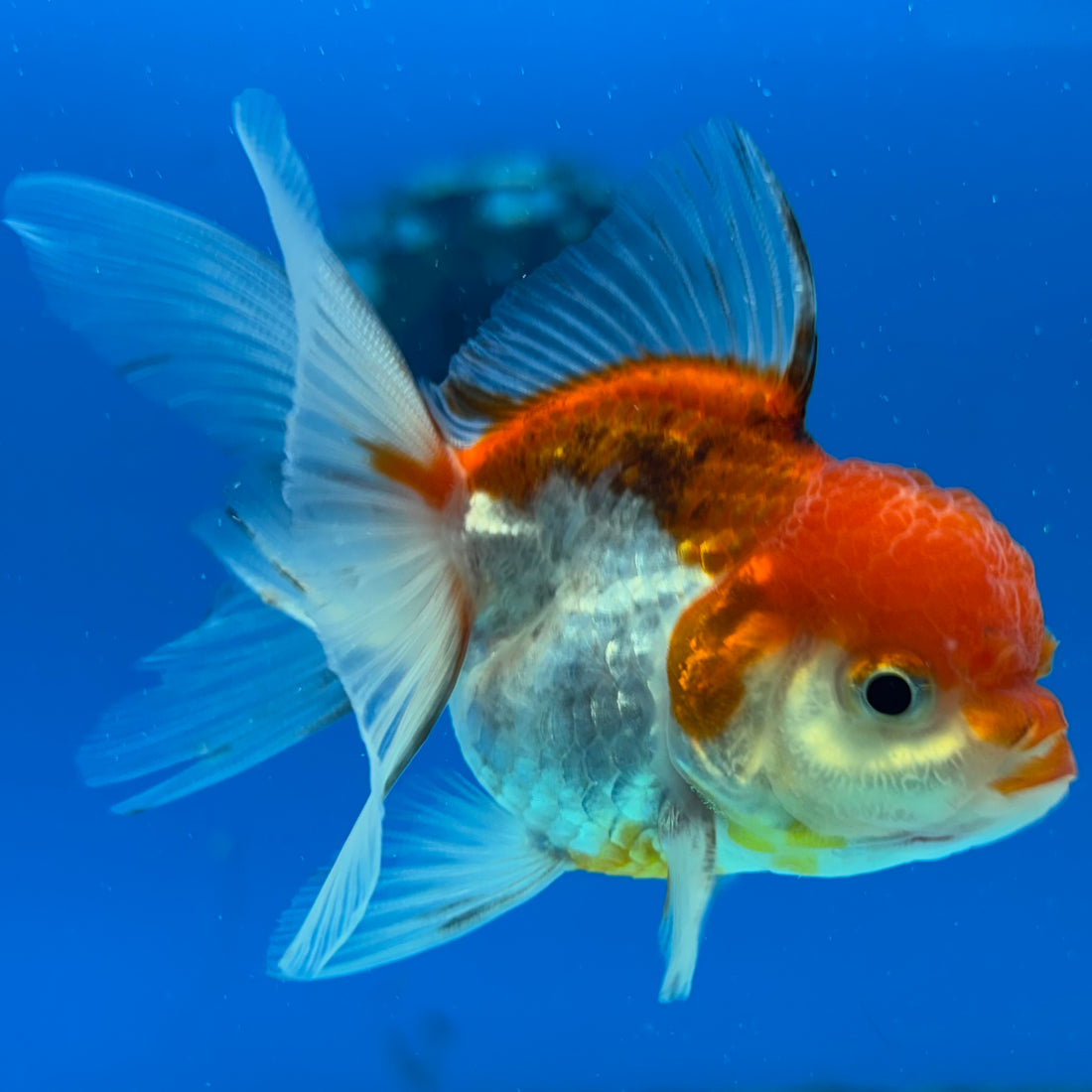 Thai Oranda Tri-Color 2" Male (CK-1556)R3A12