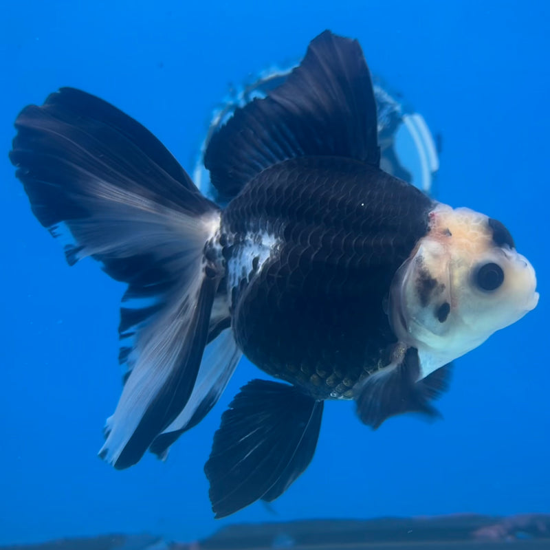 Thai Oranda Panda 3” Body Male(CK-1412)R3A12