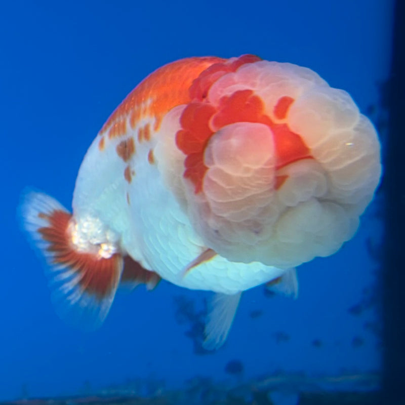 Thai Ranchu Red/White 3” Body Male(CK-993)R3B03