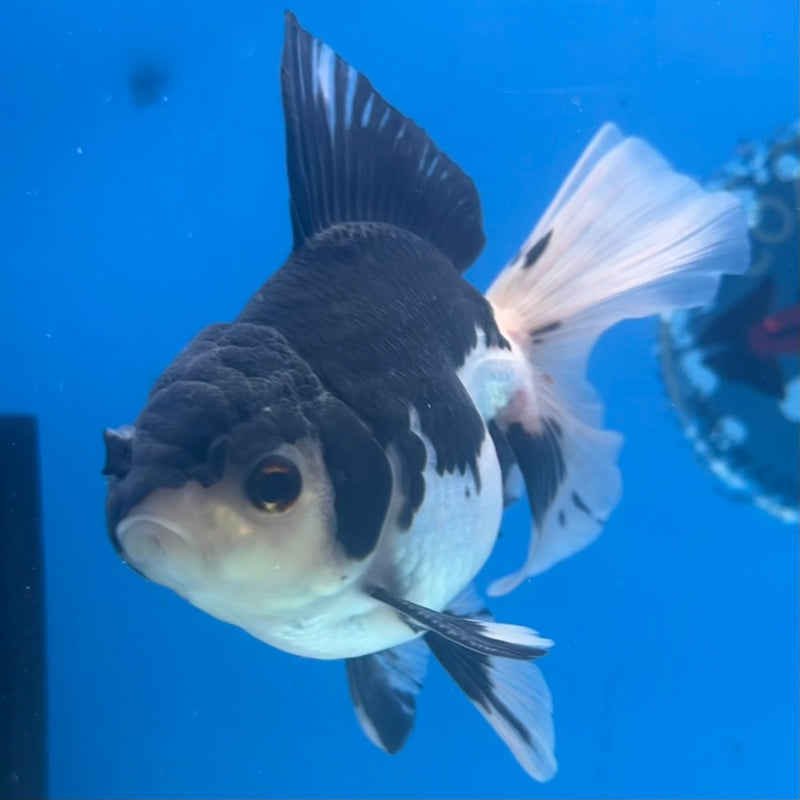 Thai Oranda Panda 3” Body Male(CK-1413)R3A12