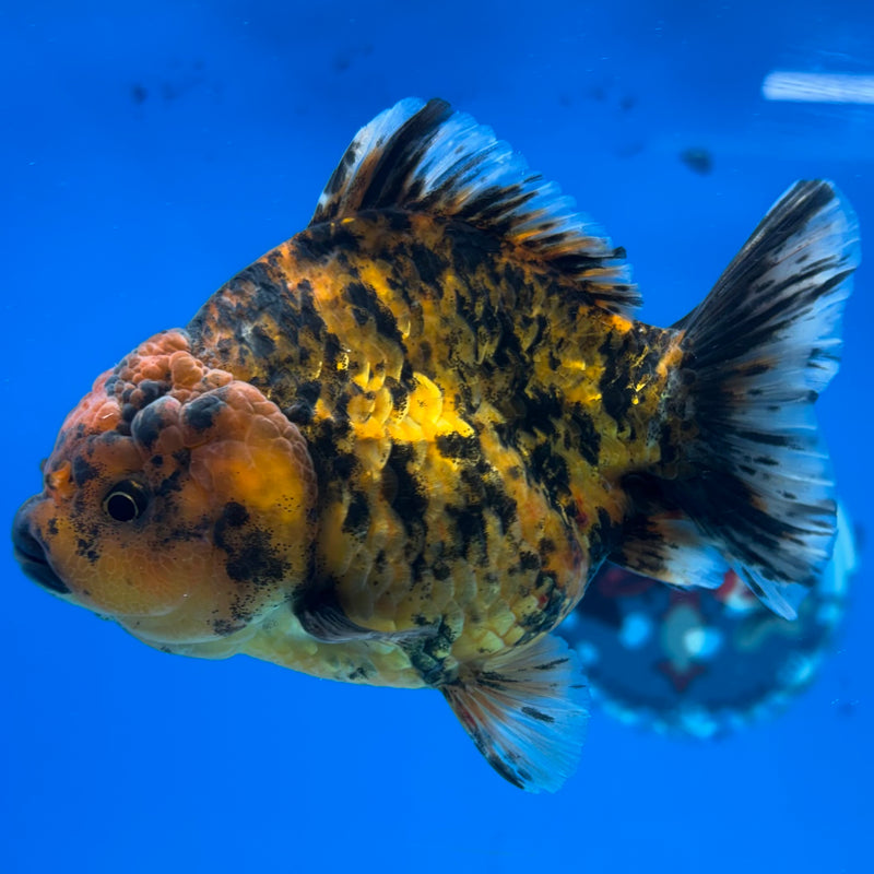 Thai Oranda Calico Tiger 3.5” Body Female(CK-1515)BLUETUB-D