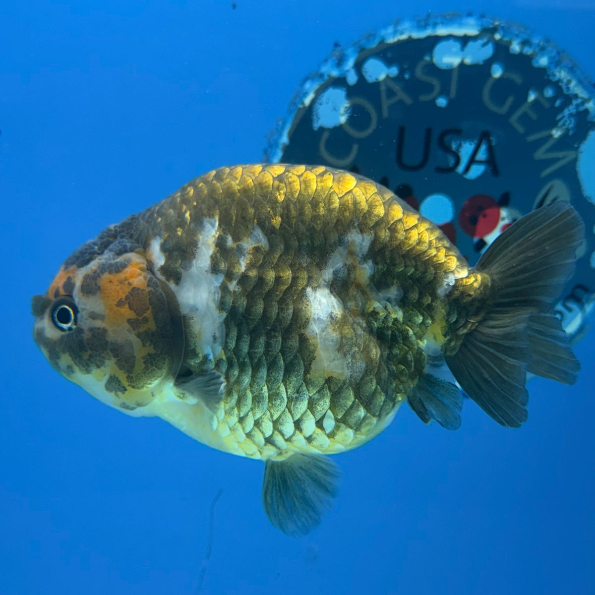 Chinese Ranchu Copper Calico 3.5in Female (FEB-302)BLUETUBC