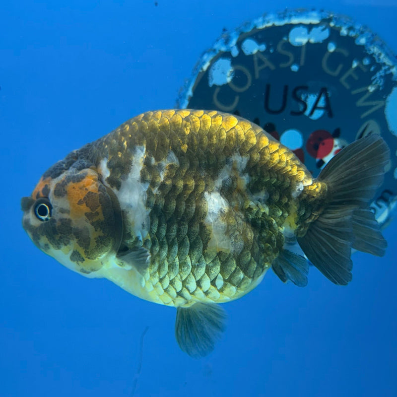 Chinese Ranchu Copper Calico 3.5in Female (FEB-302)R2A05