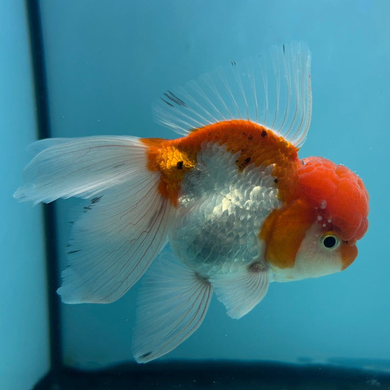 Live Premium Fancy Goldfish Thai Oranda Red & White Body Male 3.5” Body (JC-005) R1A06