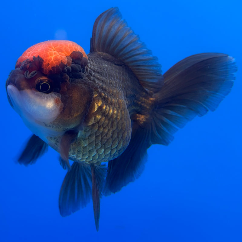 Thai Oranda Black Body Red Cap 3.5” Body Female(CK-728)R1A02