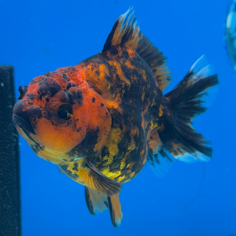 Thai Oranda Calico Tiger Yuanbao by SHOGUN 3” Body Female(CK-1168)R3A06
