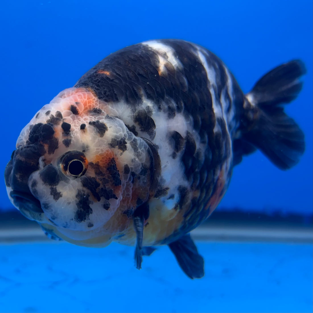 Chinese Ranchu Calico 4” Body Male(CK-1460)BLUETUBC