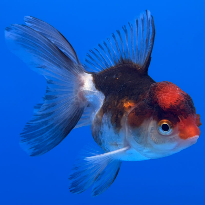 Thai Oranda Tri-Color 2.5” Body Female(CK-1309)R3B14